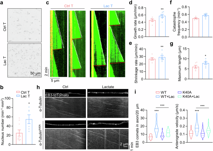 Fig. 5: α-Tubulin lactylation promotes microtubule polymerization and dynamics.