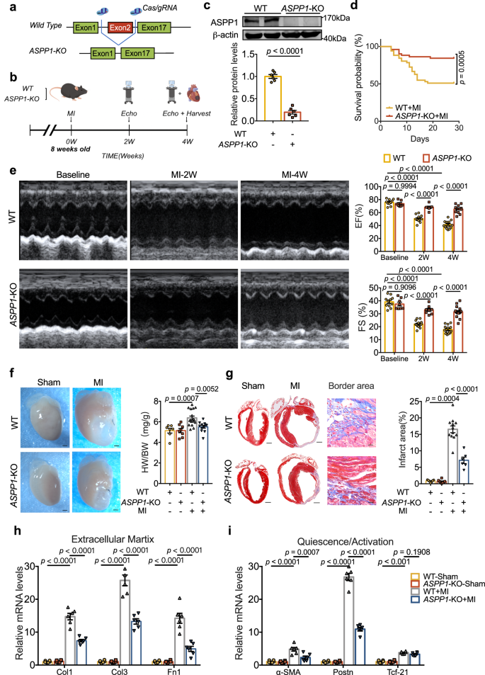 Fig. 2: Global ASPP1 depletion in mice prevents cardiac fibrosis after MI.