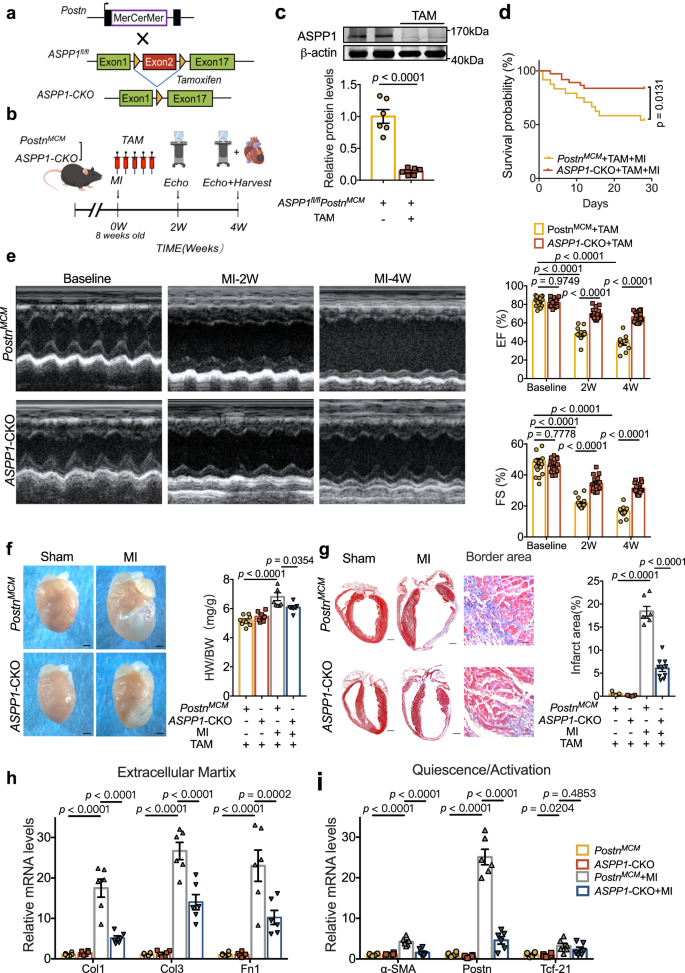Fig. 3: Myofibroblast ASPP1 deletion prevents cardiac fibrosis in mice.