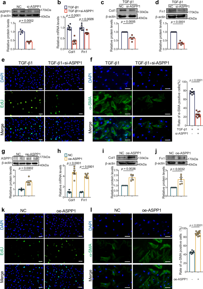 Fig. 4: ASPP1 facilitates cardiac fibroblast activation and collagen production in vitro.
