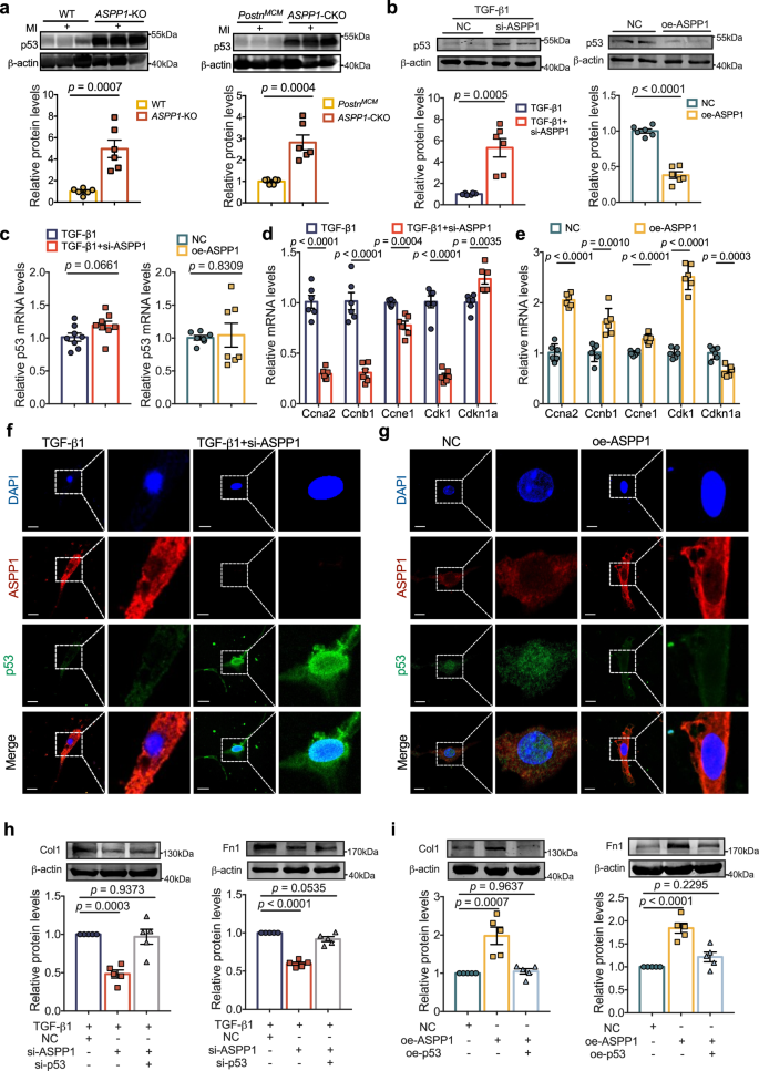 Fig. 5: ASPP1 negatively regulates p53 protein level.