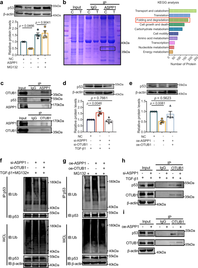 Fig. 6: ASPP1 regulates p53 stability by binding to OTUB1.