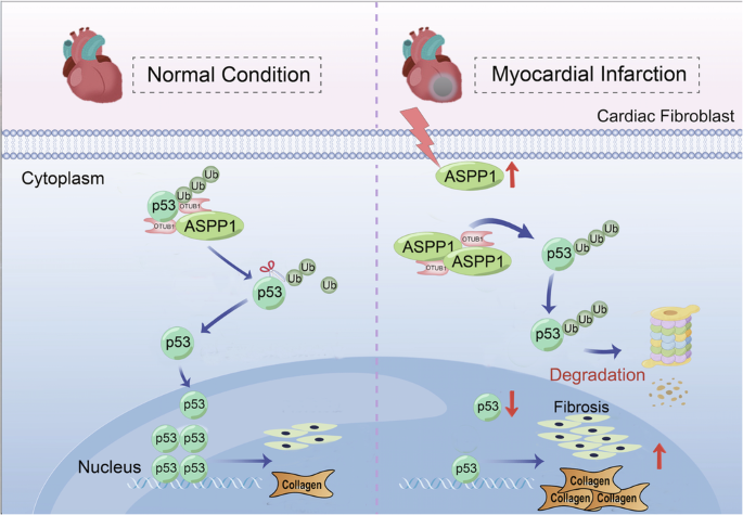 Fig. 7: The influence of ASPP1 on cardiac fibrosis.