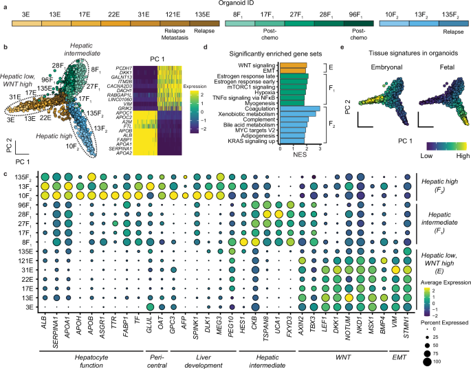 Fig. 4: Single-cell RNA-seq analysis elucidates molecular heterogeneity of hepatoblastoma tumor organoids.