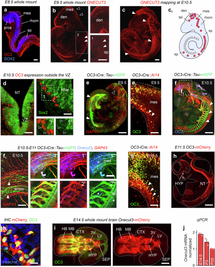 Fig. 1: ONECUT3 expression in the developing mouse embryo.