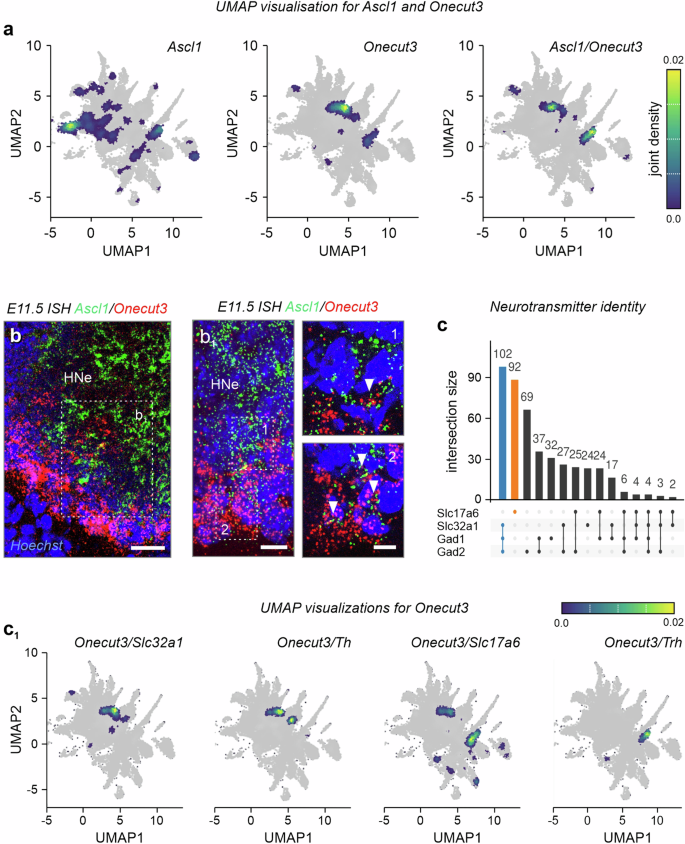 Fig. 2: Neurochemical heterogeneity of ONECUT3+ neurons within the hypothalamus.