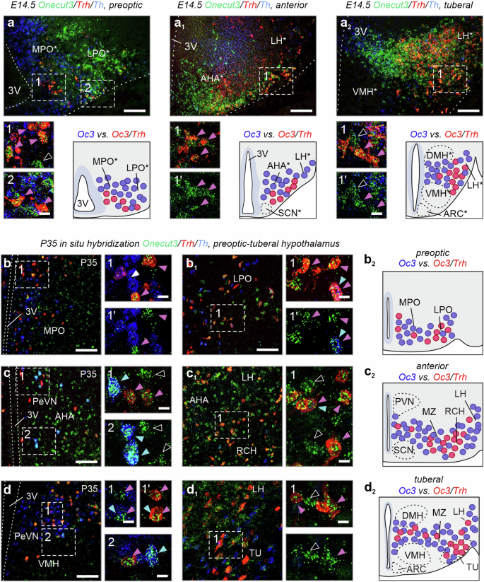 Fig. 3: Trh and Th in Onecut3+ hypothalamic neurons.