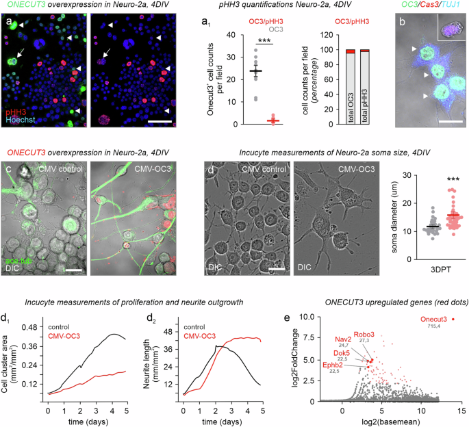 Fig. 5: ONECUT3 overexpression induces the differentiation of Neuro-2a cells.