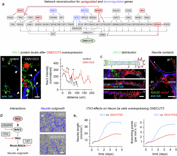 Fig. 6: NAV2 shapes ONECUT3-mediated neurite outgrowth in a TRIO-dependent fashion.