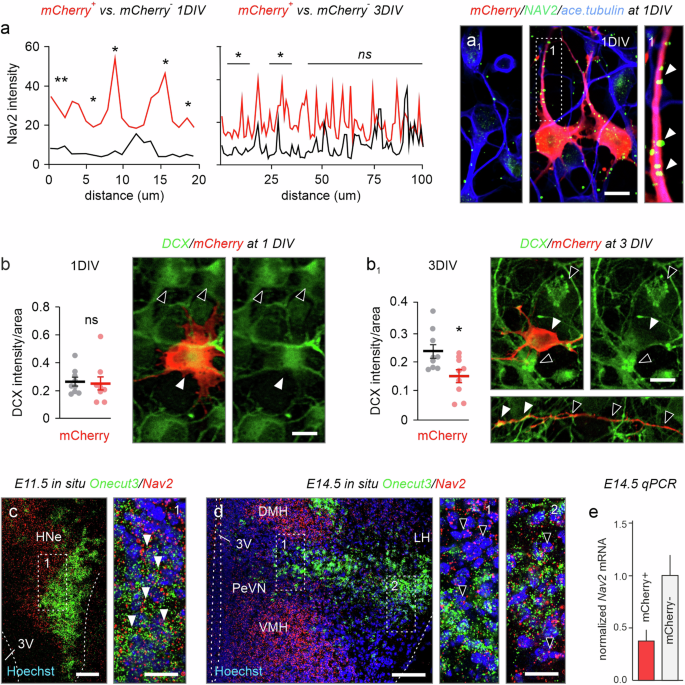 Fig. 7: Nav2 expression in developing hypothalamic neurons.