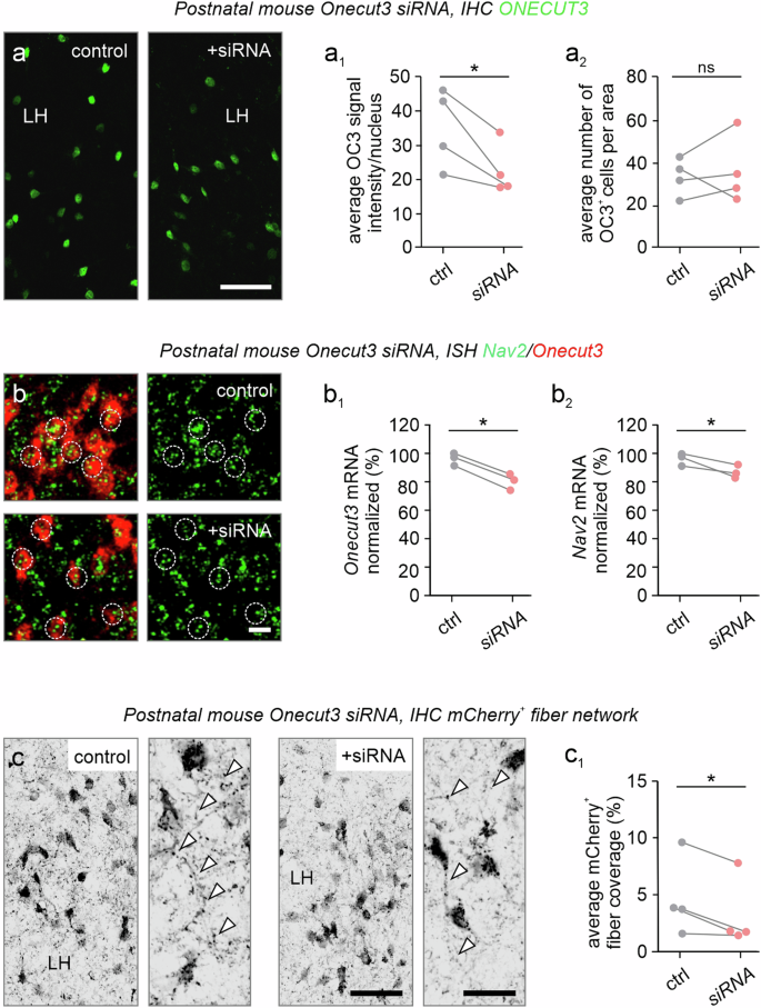 Fig. 8: ONECUT3 loss-of-function in the PeVN of the mouse hypothalamus.