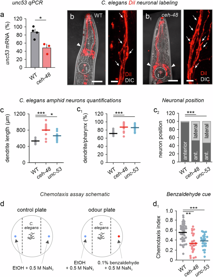 Fig. 9: Loss of ceh-48 (Onecut homolog) reduces dendrite complexity and chemotaxis in C. elegans.