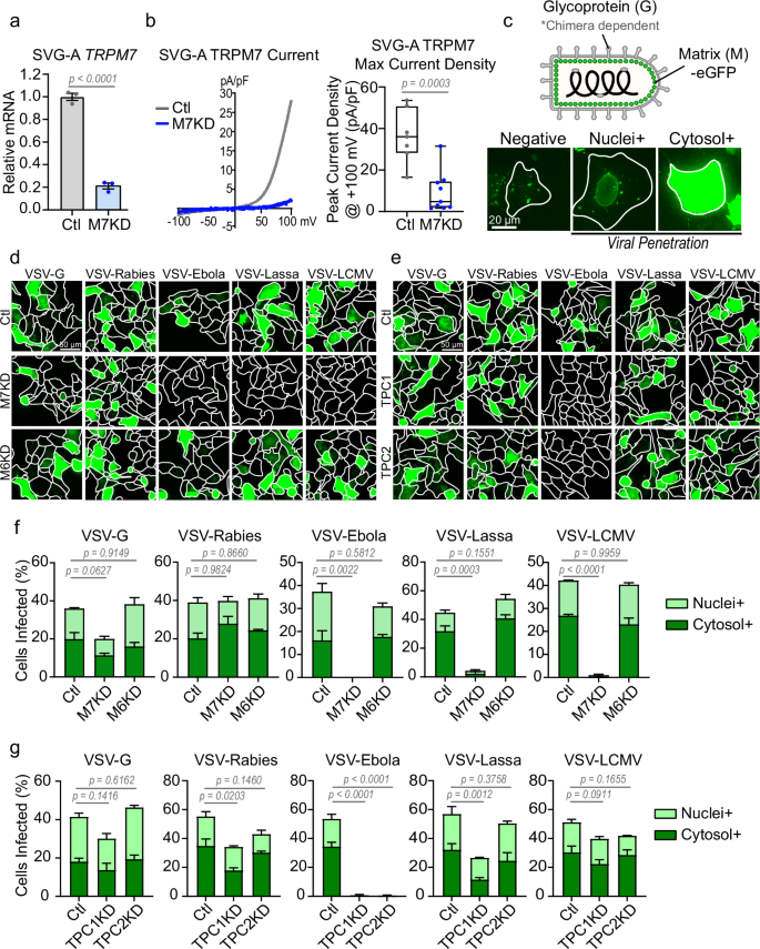Fig. 1: Loss of TRPM7 broadly inhibits infection by various VSV-chimeras.