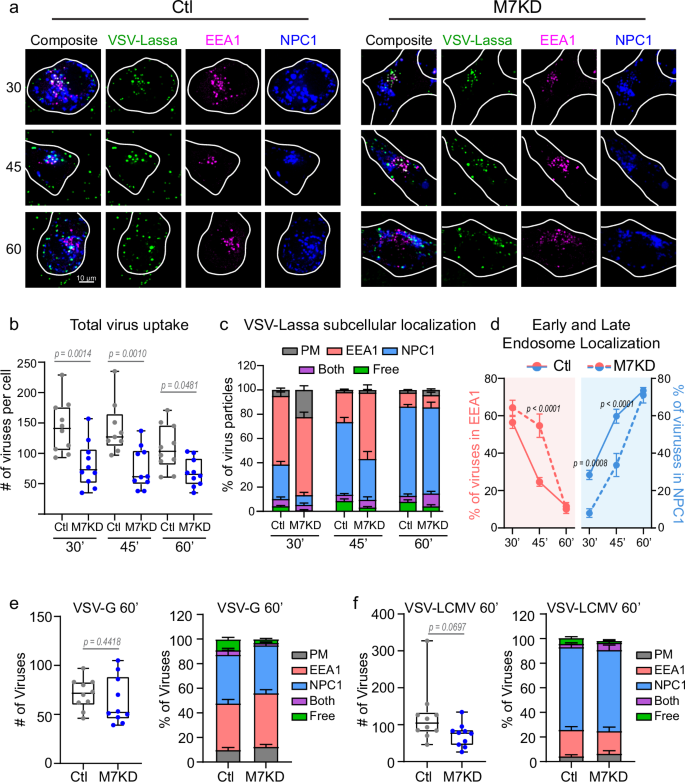 Fig. 3: Viruses traffic through the endosomal maturation pathway in TRPM7 depleted cells.