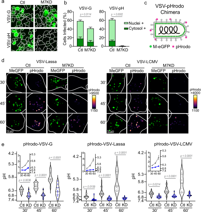 Fig. 4: TRPM7 regulates viral endosome acidification.