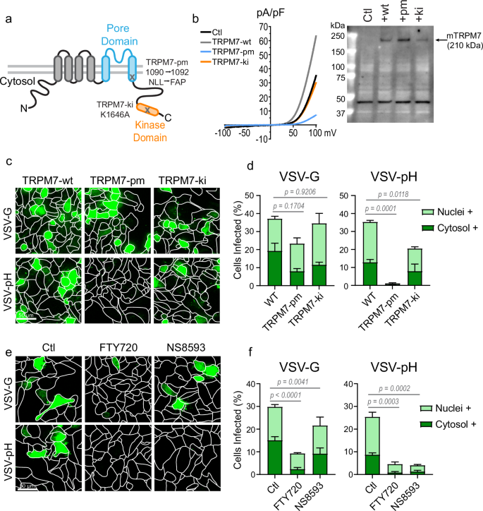 Fig. 5: Ion channel activity of TRPM7 is required for pH-sensitive virus infection.