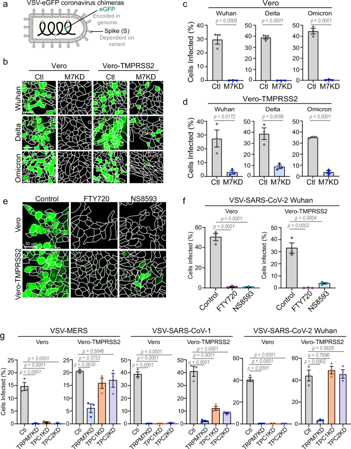 Fig. 7: Loss or inhibition of TRPM7 is protective against SARS-CoV-2 and other coronavirus infection.