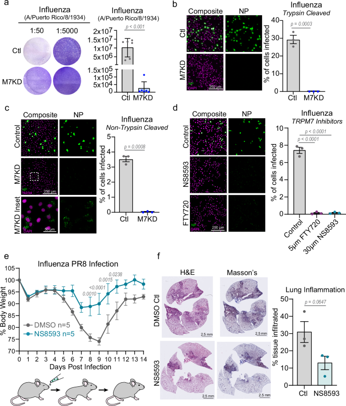 Fig. 8: Inhibition of TRPM7 ion channel activity protects from Influenza infection in vitro and in vivo.