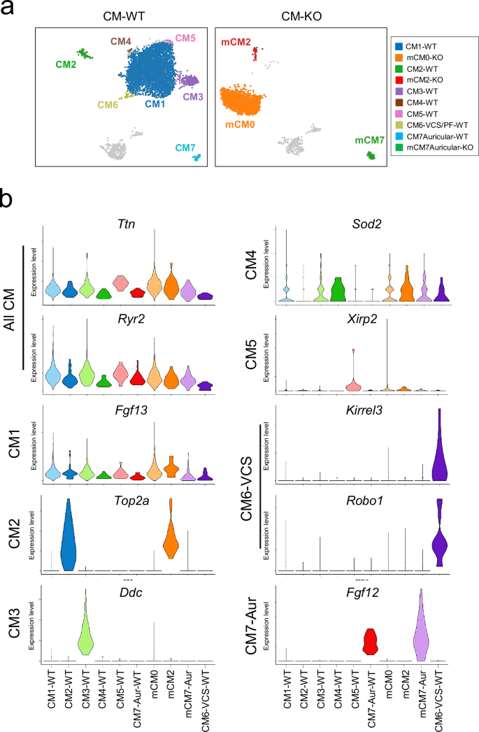 The G4 resolvase Dhx36 modulates cardiomyocyte differentiation and  