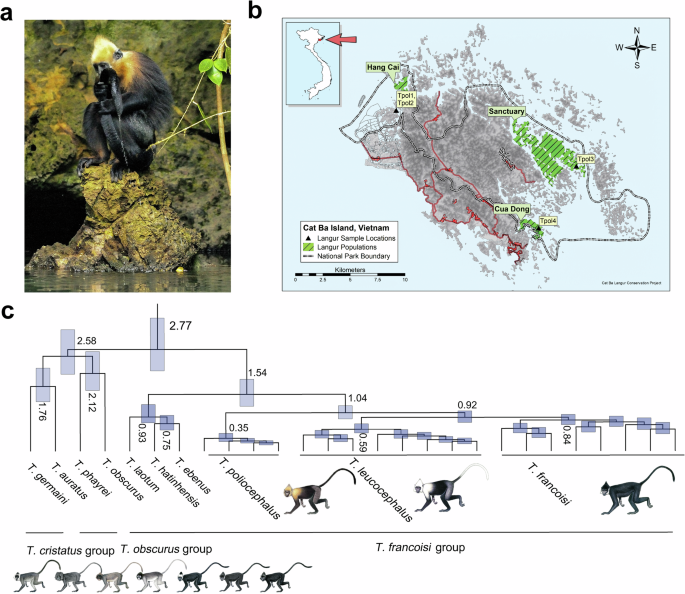 Fig. 1: Photo of a Cat Ba langur, sampling sites on Cat Ba Island, and dated phylogeny of Trachypithecus langurs.