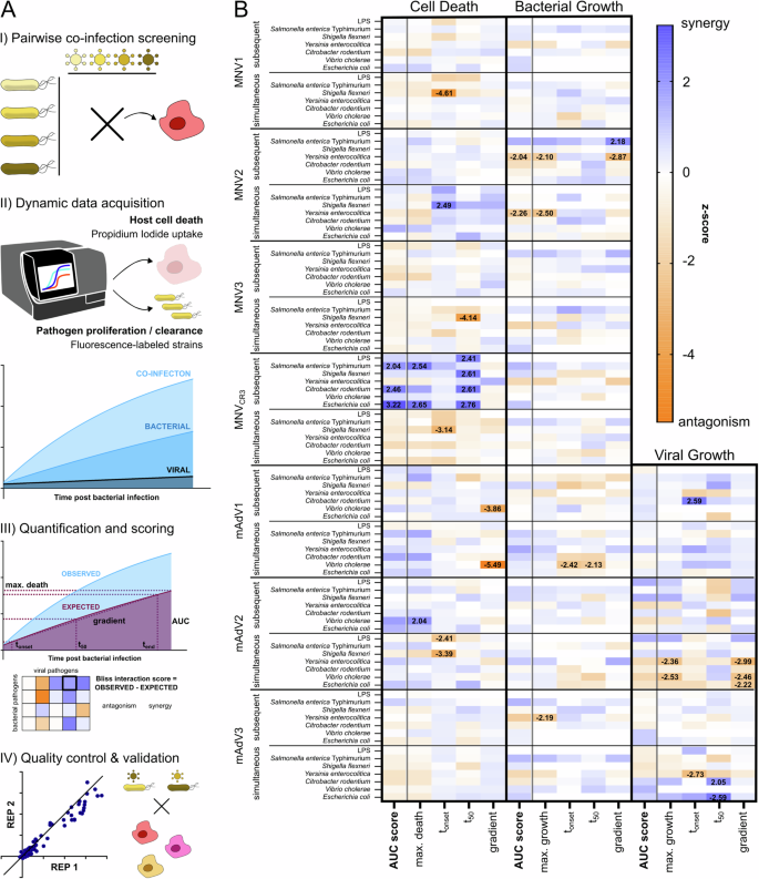 Fig. 1: Pipeline for unbiased co-infection screen enables dynamic capture of host-pathogen interactions.