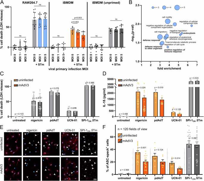 Fig. 4: Murine Adenovirus 3 dampens various inflammasome responses in ASC-dependent manner.