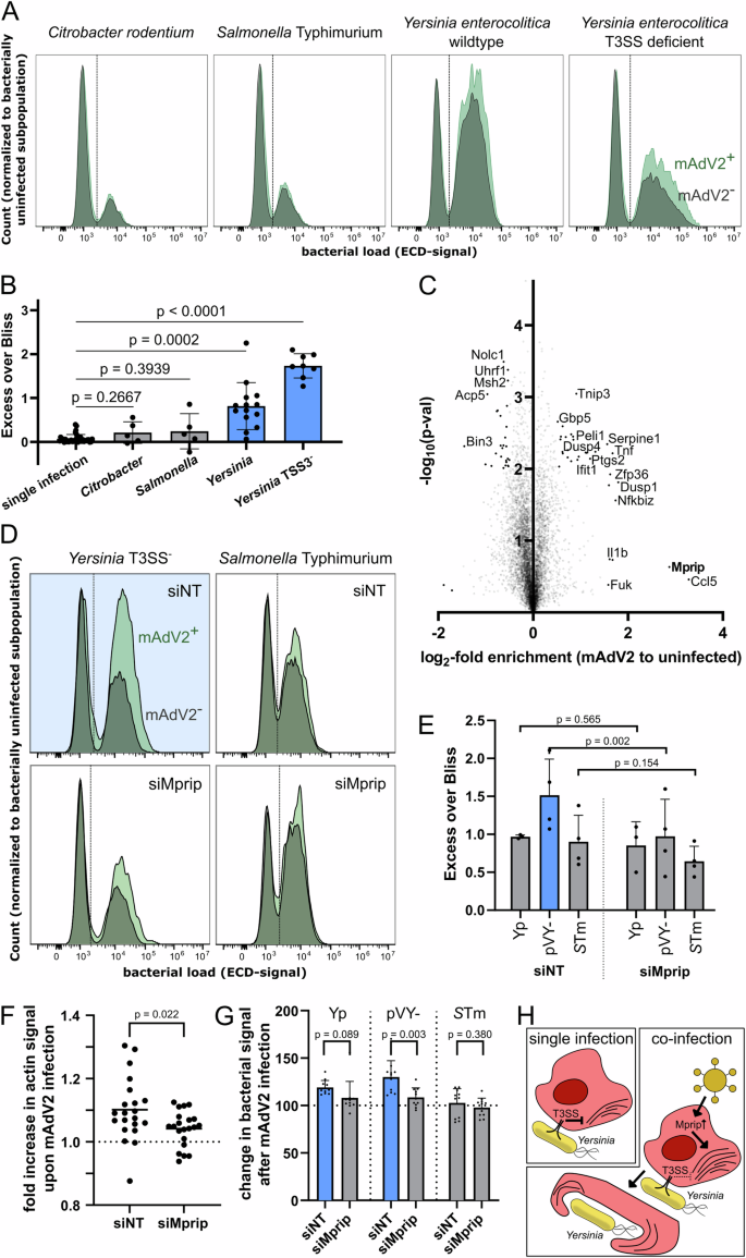 Fig. 5: Murine Adenovirus 2 increases host uptake of Yersinia in a Mprip-dependent manner.