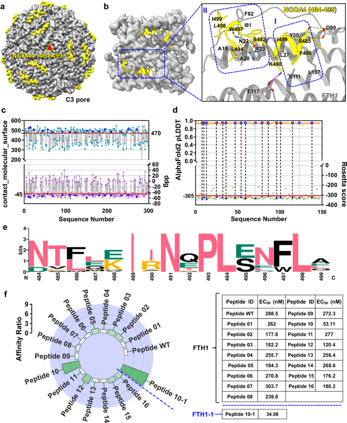 Fig. 1: Engineering, characterization, and screening of peptide adapters based on the structure of the NCOA4/FTH1 complex.