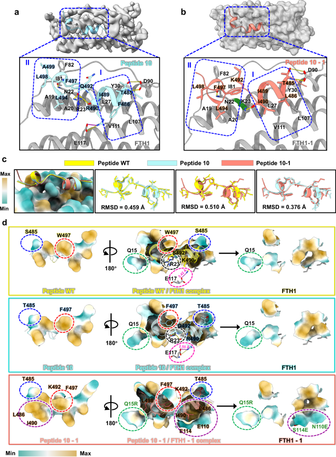 Fig. 2: Structural analysis of high-affinity peptide adapter models and evaluation of engineering precision.
