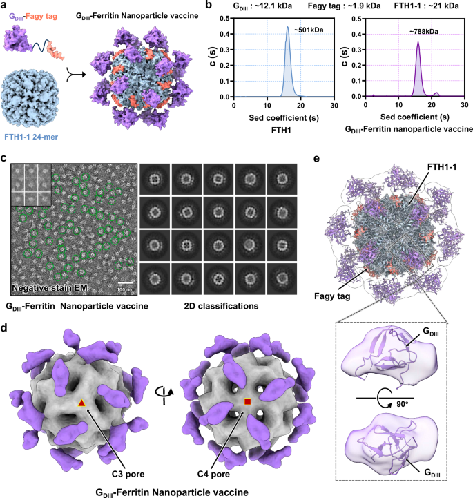 Fig. 3: The antigen presentation efficiency and performance mode of GDIII-Ferritin nanoparticle vaccine.