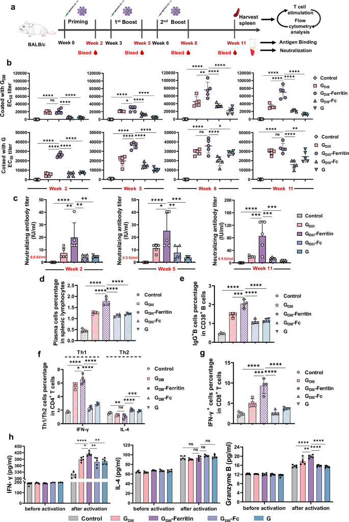 Fig. 5: Immunogenicity assessment of the rabies subunit vaccines.