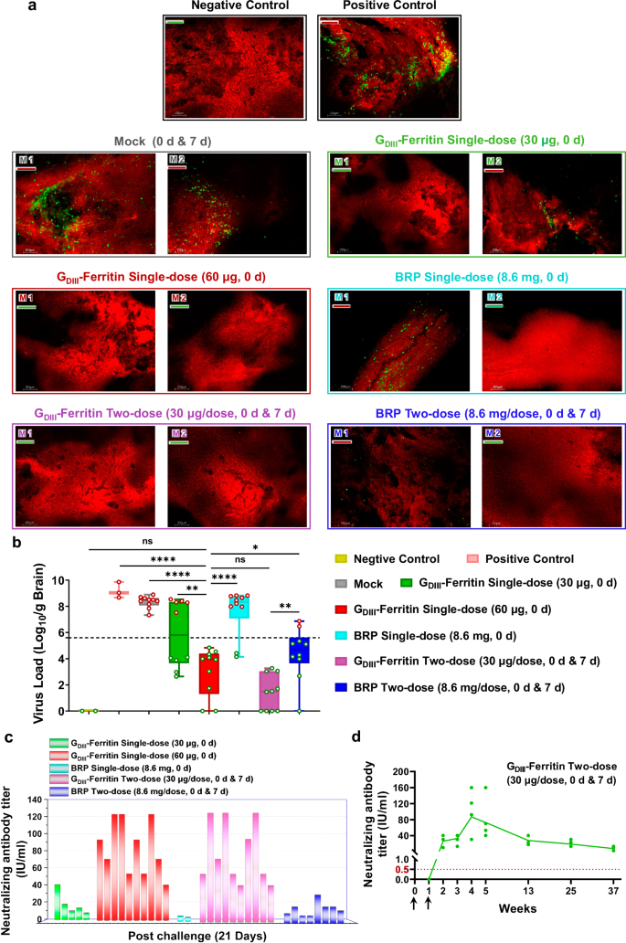Fig. 7: Evaluation of the protective efficacy of the GDIII-Ferritin nanoparticle vaccine.