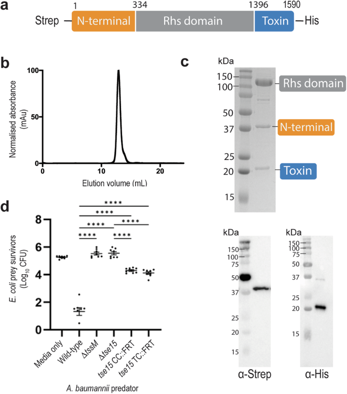 Fig. 1: Tse15 separates into three separate fragments that stay tightly associated during protein expression and purification.
