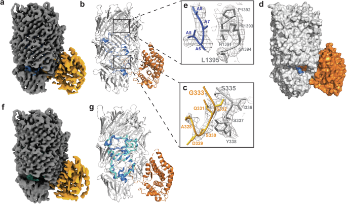 Fig. 2: Single particle cryoEM structures of Tse15.