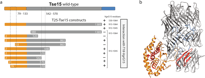 Fig. 3: E. coli two-hybrid analysis of various N-terminal truncations of Tse15Δtox with VgrG15.