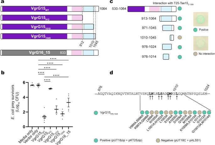 Fig. 4: Mapping the VgrG15 interactions with Tse15 in vivo and in vitro.