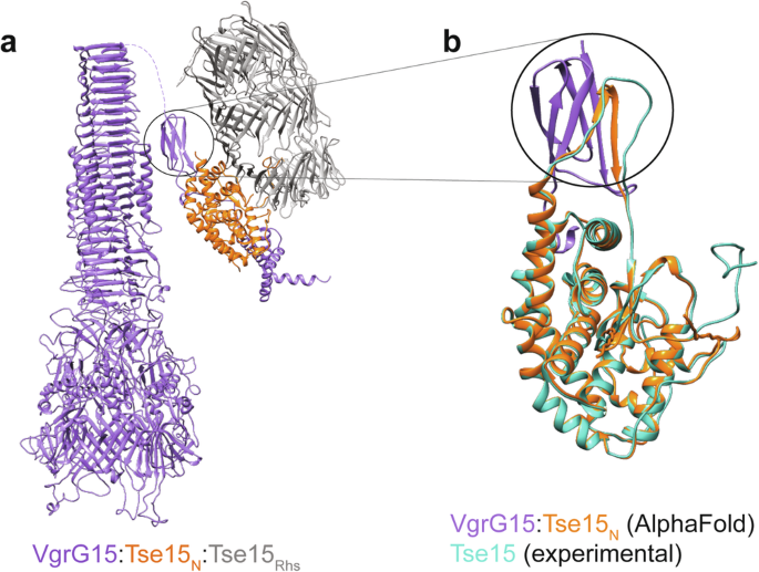 Fig. 5: Binding model for Tse15:VgrG15 prior to Rhs domain dissociation.