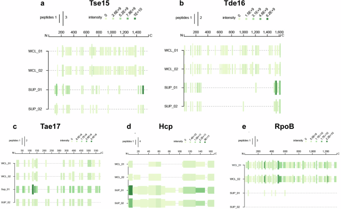 Fig. 6: Visualisation of secretome data from A. baumannii AB307-0294.