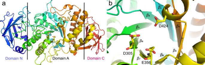 Fig. 2: RpBE structure.