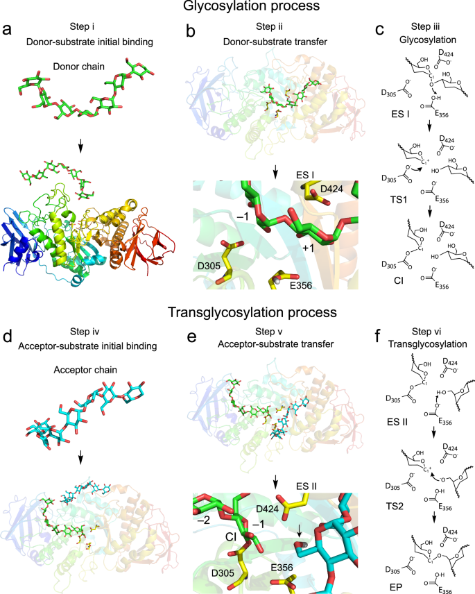 Fig. 3: Schematic diagram of the whole process for generating the branching product.