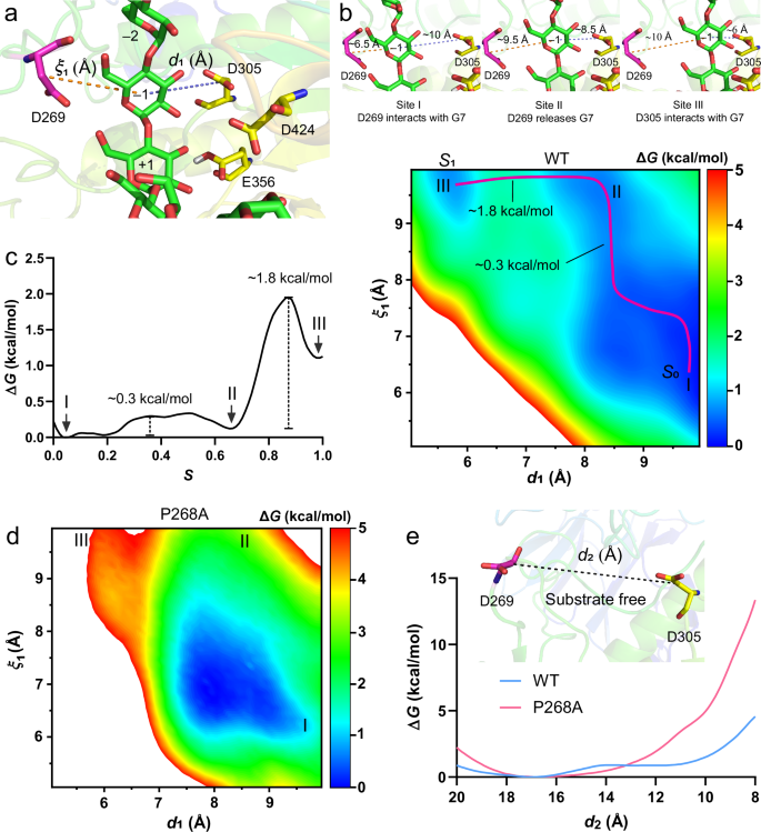 Fig. 5: Free-energy calculations for ‘G-R/C-S’ actions mediated by residues D269 and D305.
