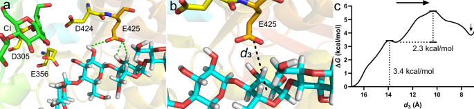 Fig. 7: Free-energy calculation of residue E425 attracting acceptor polysaccharide for transglycosylation.