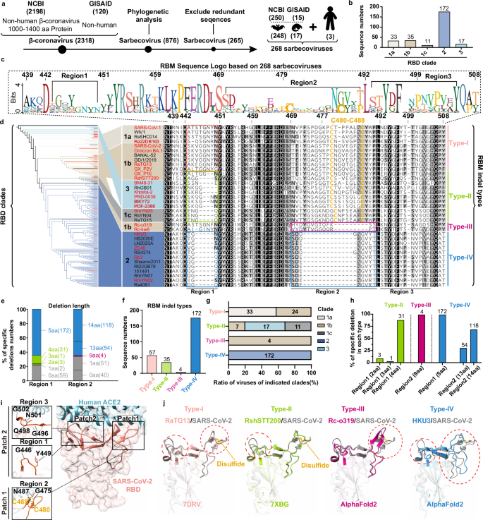 Fig. 1: Phylogenetic and structural analysis of sarbecoviruses categorized into four indel types.