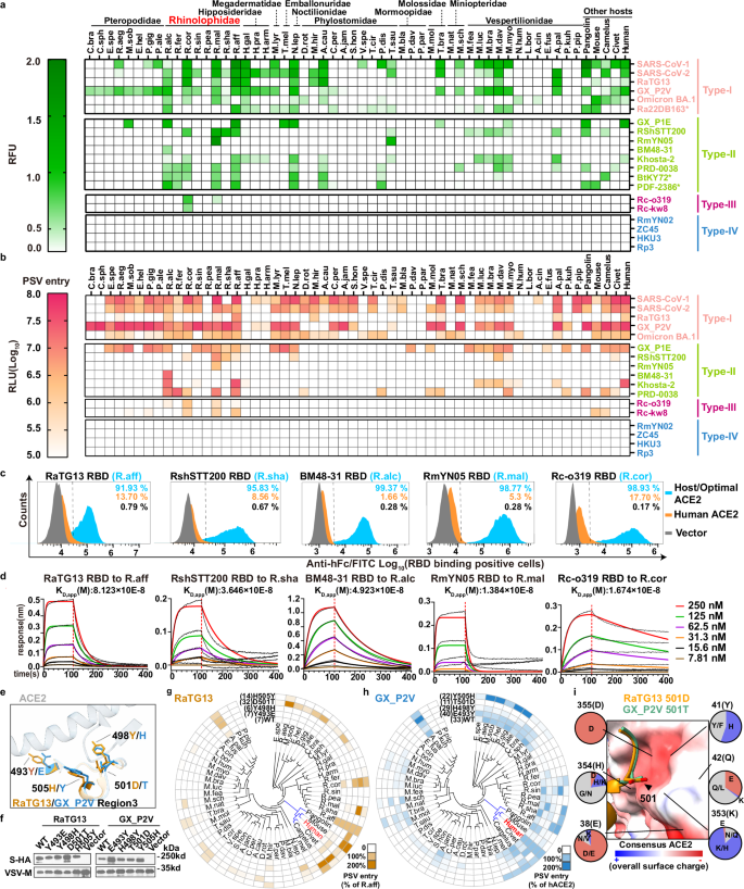 Fig. 2: Multi-species ACE2 tropism of representative sarbecoviruses and the impact of critical RBM residues.
