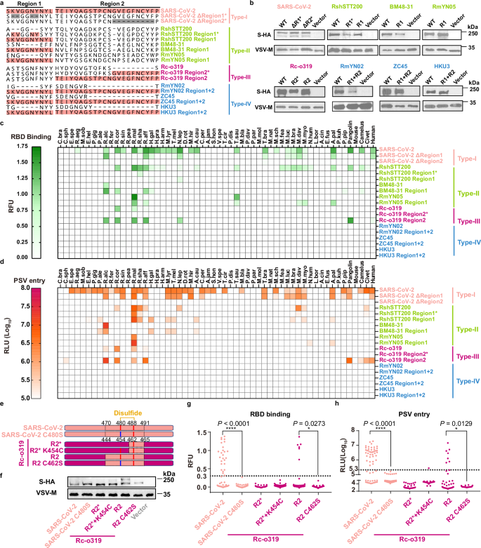 Fig. 3: The impact of Region 1 and Regon 2 indels on multi-species ACE2 tropism of sarbecoviruses.