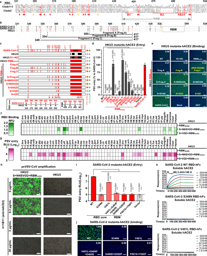 Fig. 4: Fine mapping of clade 2-specific residues outside the RBM restricting ACE2 recognition.
