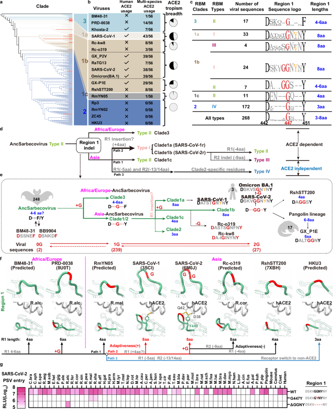Fig. 5: The proposed coevolution of sarbecovirus RBM indels and their impact on multi-species ACE2 adaptiveness.