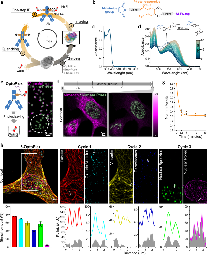 Fig. 1: A universal methodology for multiplexed light microscopy based on UV-light cleavable 2.Nb.