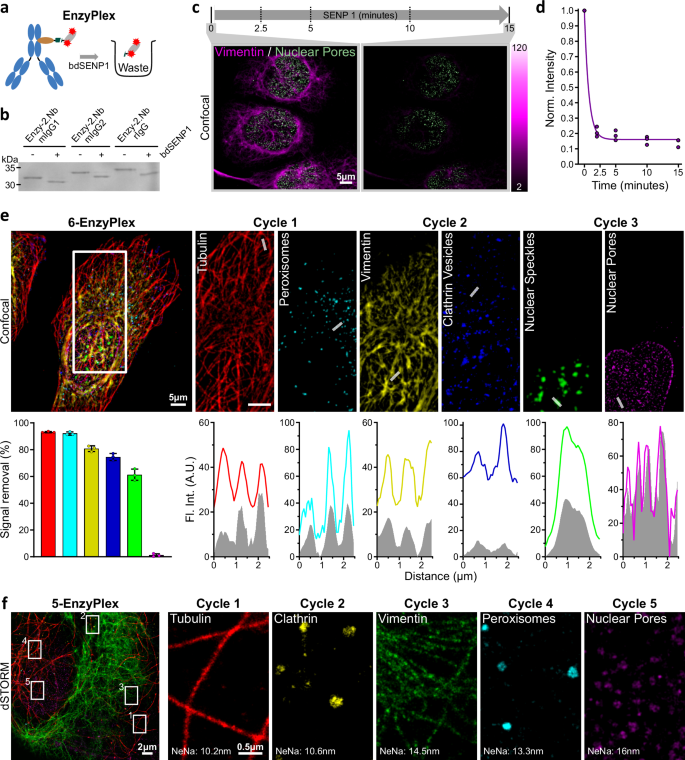 Fig. 2: Enzymatic removal of fluorescent signal (EnzyPlex).