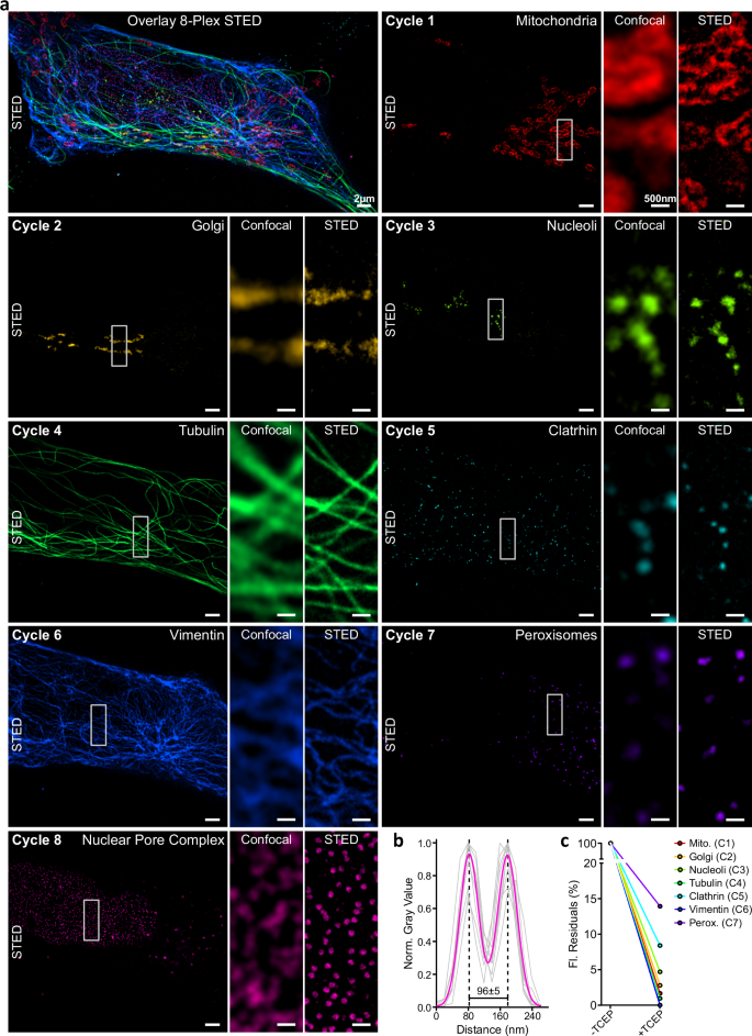 Fig. 4: Iterative ChemiPlex cycles for 8-Plex STED imaging using a single fluorophore.